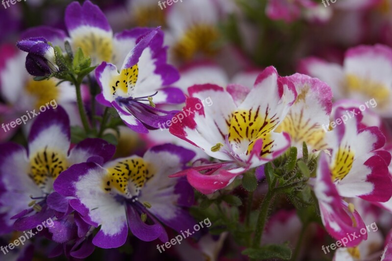 Bauernorchidee Flowers Bloom Spring Blossom