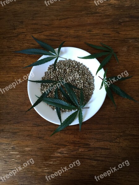 Hemp Seeds Sativa Hemp Protein Seeds