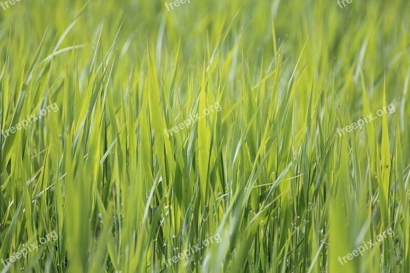 Grass Meadow Close Up Nature Grasses