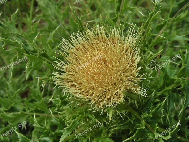 Thistle Flower Yellow Thistle Bloom Blossom