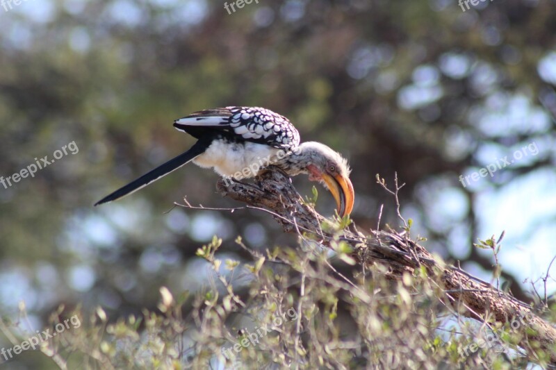 Bird Africa Safari Animal Birds