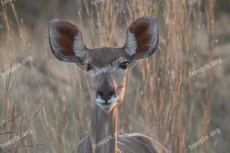 Safari Africa Animal National Park Animal Portrait