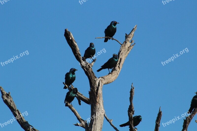 Bird Africa Safari Animal Birds