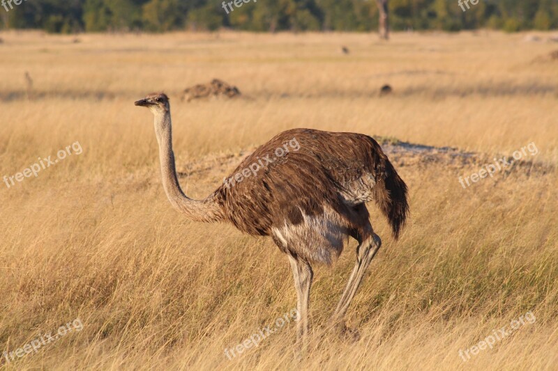 Bouquet Africa Zimbabwe Bird Animal