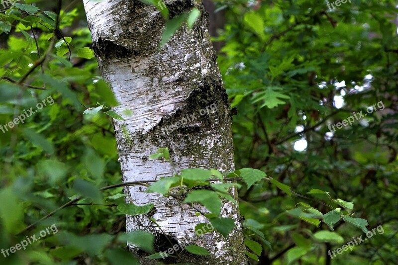 Birch Leaves Tree Nature Leaf