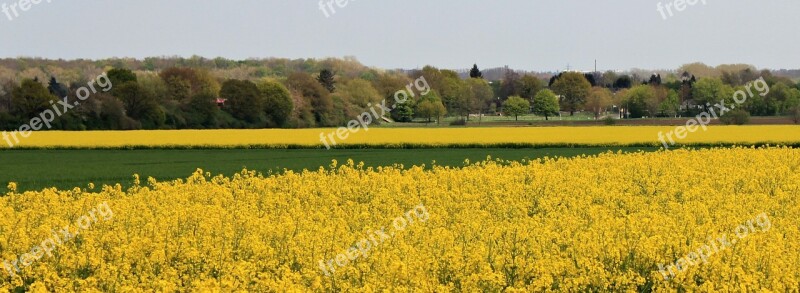 Landscape Field Of Rapeseeds Oilseed Rape Yellow Field