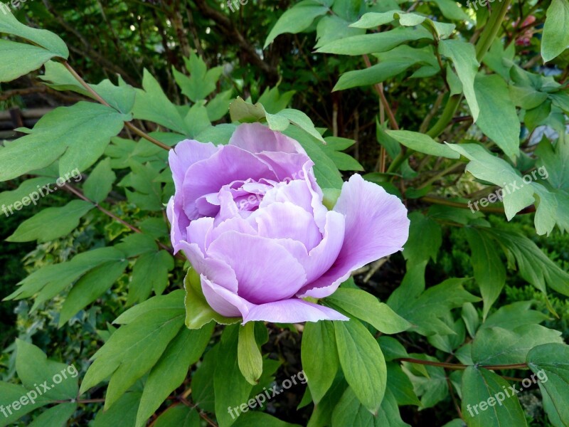 Peony Bud Purple Blossom Bloom