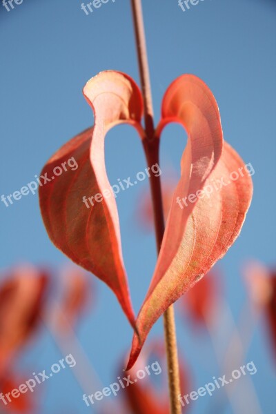 Heart Leaf Sweetheart Romantic Love