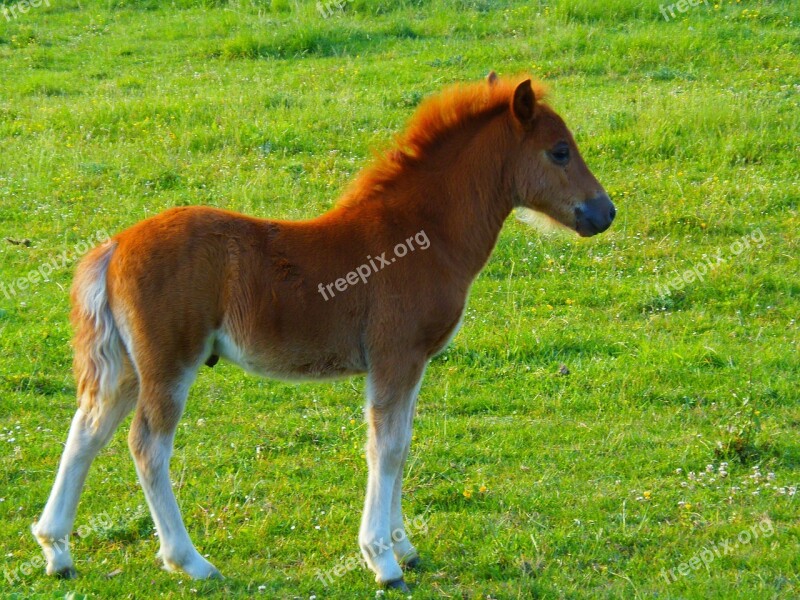 Animals Foal Nature Horse Petit