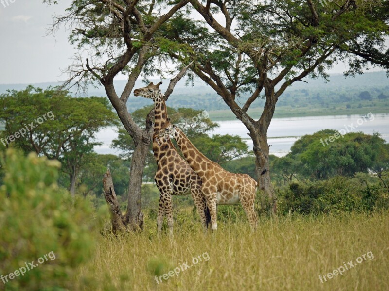 Giraffes Rothschild-giraffes Uganda Pair Wild Animal