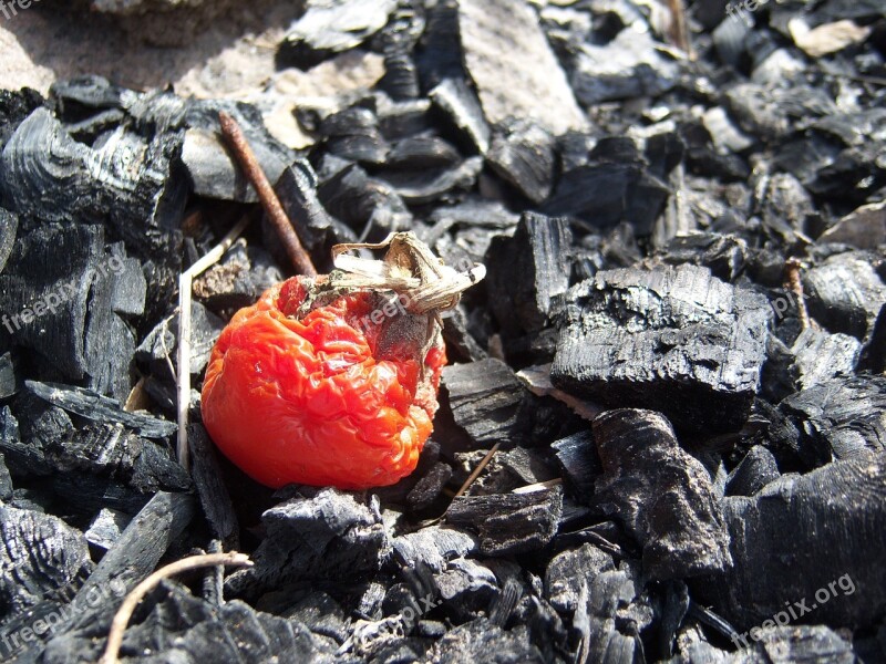 Tomato Red Vegetable Fire Dry