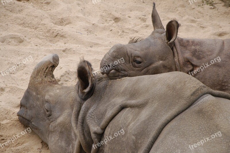 Wilhelma Rhino Young Animal Free Photos