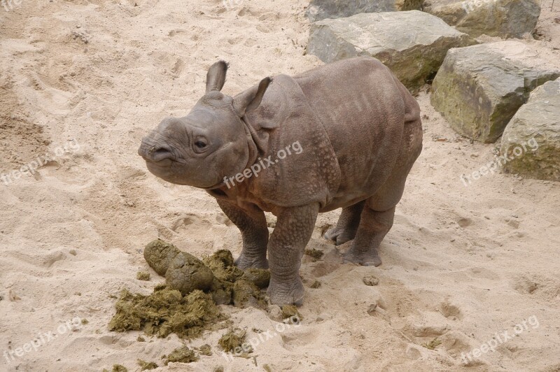 Rhino Zoo Wilhelma Free Photos