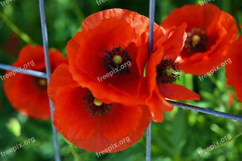 Klatschmohn Poppy Klatschrose Papaver Rhoeas Red Flowers