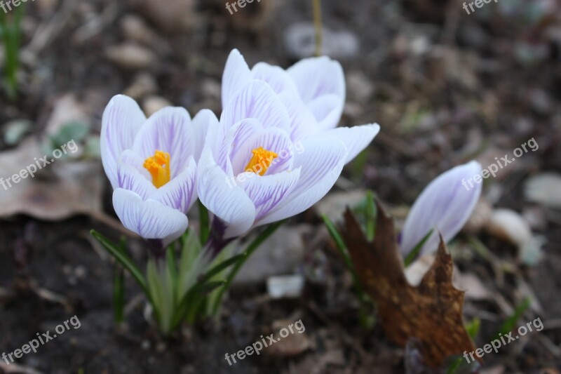 Flowers Crocuses Spring Connecticut Nature