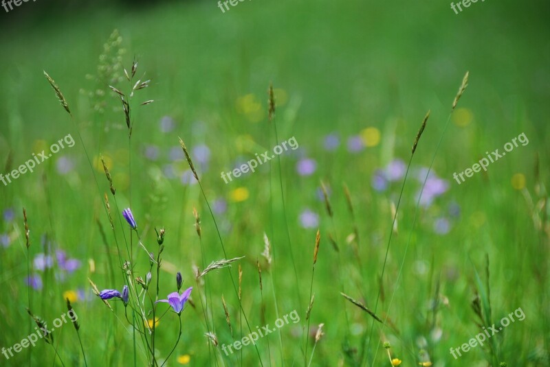 Flower Meadow Bluebells Bloom Blades Of Grass Free Photos