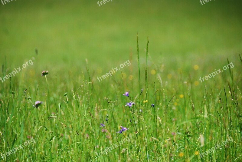 Flower Meadow Grasses Grass Bloom Colorful