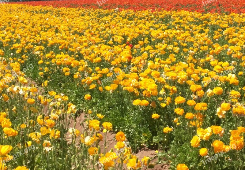 Spring Flower Field Nature Landscape Yellow