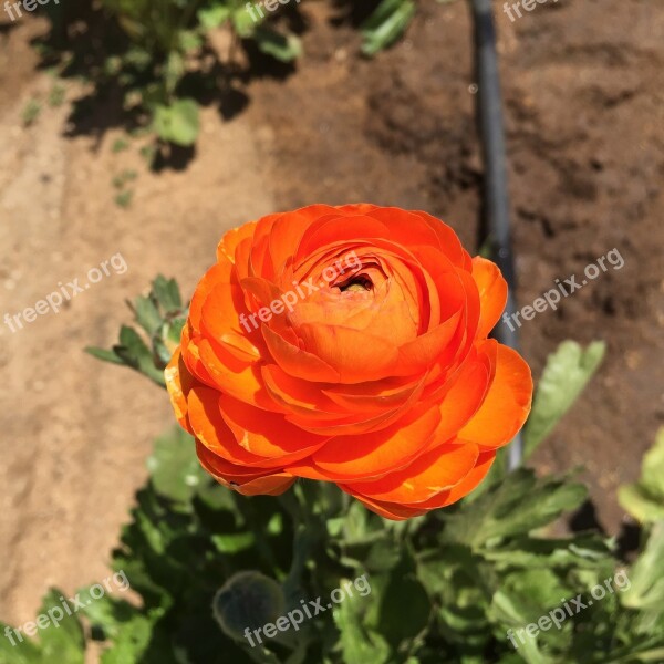 Ranunculus Orange Flower Spring Free Photos