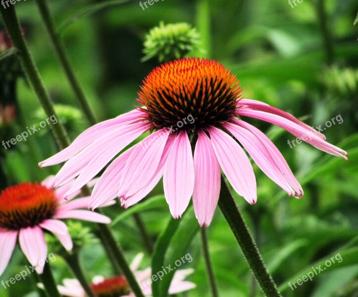 Cone Flower Echinacea Pink English Garden Nature