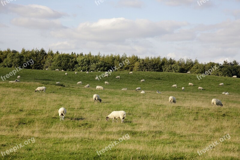 Sheep Grazing Field Grass Pasture