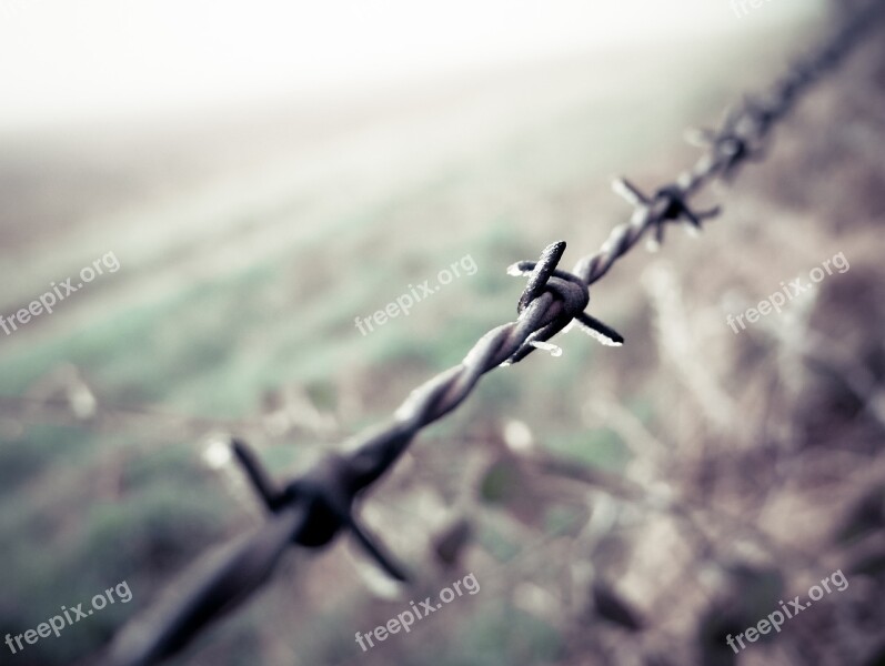 Barbed Wire Field Winter Depth Of Field Free Photos