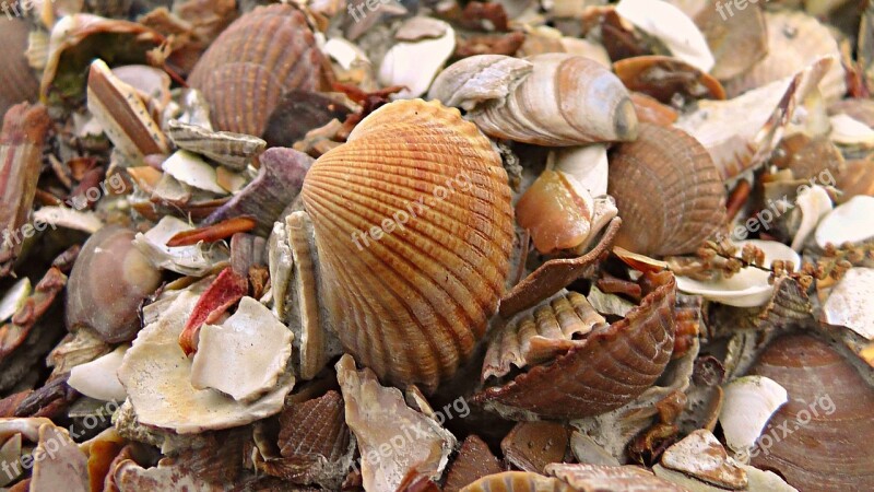 Seashells Cockle Sea Ocean Marine