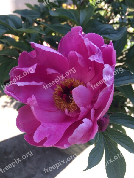 Plants Flowers Peonies Paeonia Lactiflora Pink Petald