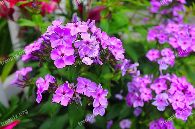 Purple Flowers Purple Bloom Flower Nature