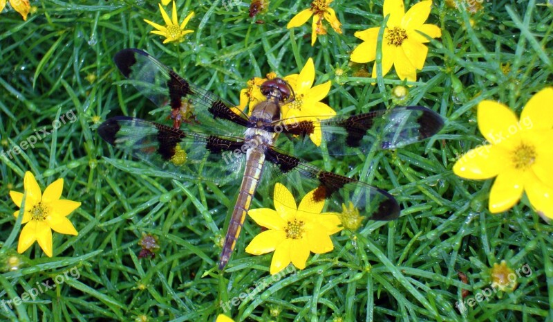 Dragonfly Dragon-fly Dragon Fly Insect Nature