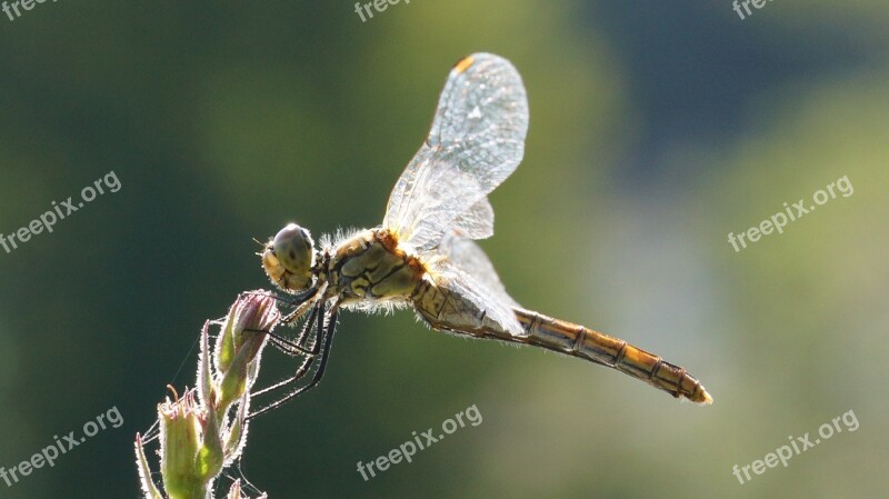 Dragonfly On Flower Free Photos