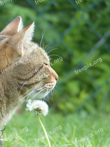 Cat Animal Tiger Cat Pet Dandelion