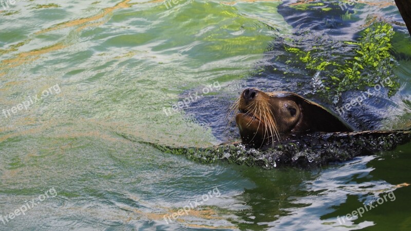 Seal Animal Colorful Water Colorful Water