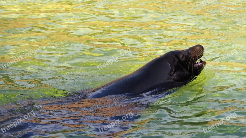 Seal Animal Colorful Water Colorful Water