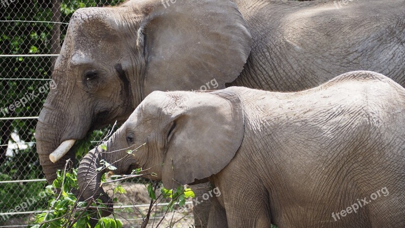 Elephant Animal Nature Zoo Mammal