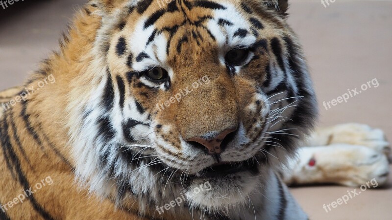 Tiger Tiger Face Portrait Cat Animal