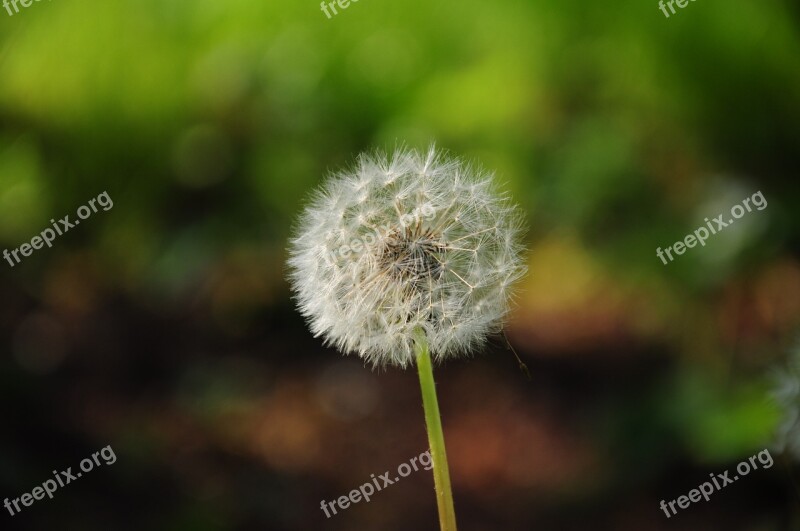 Plant Dandelion Field Dandelions Free Photos