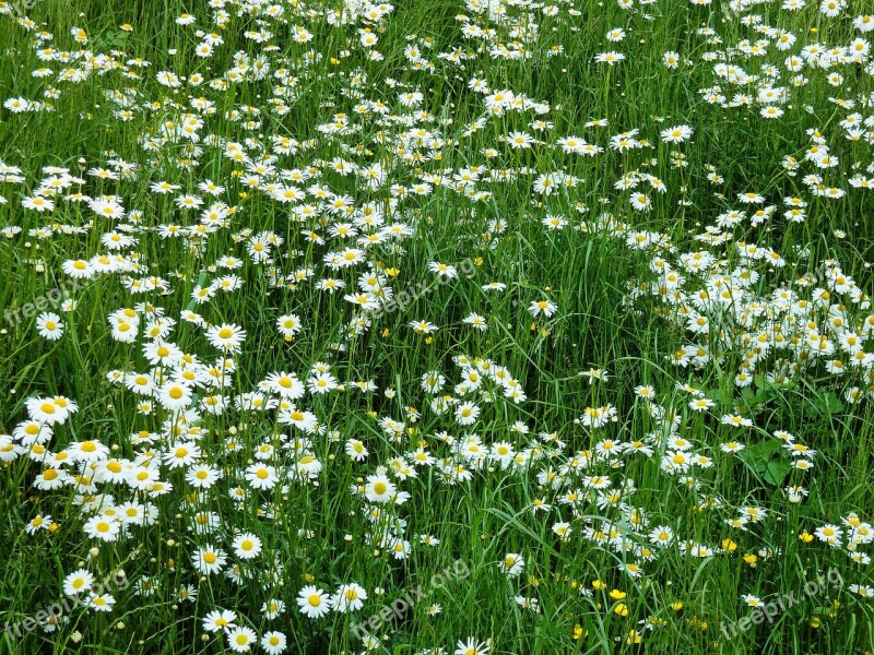 Marga Rites Meadow Daisy Meadow Spring Flower Meadow