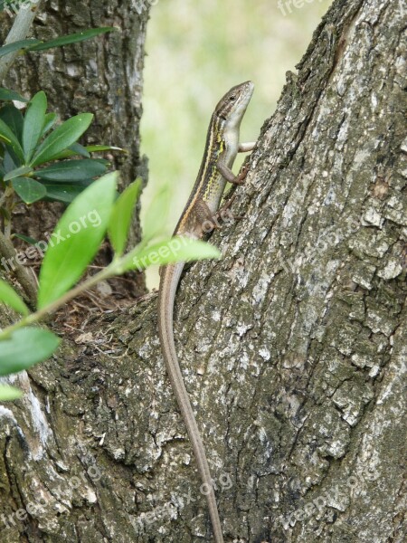 Lizard Sargantana Trunk Tree Reptile