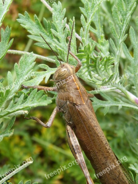 Grasshopper Lobster Detail Orthopteron Insect