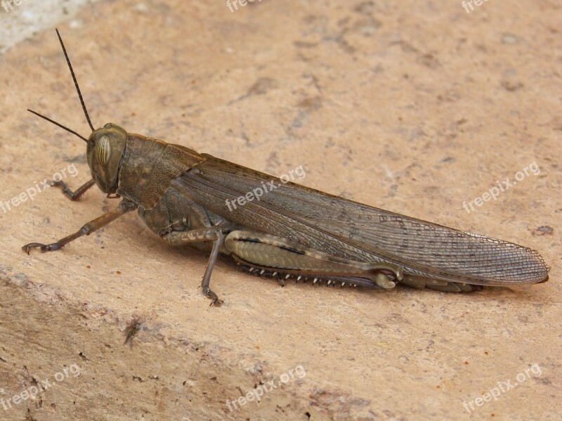 Grasshopper Lobster Detail Orthopteron Insect