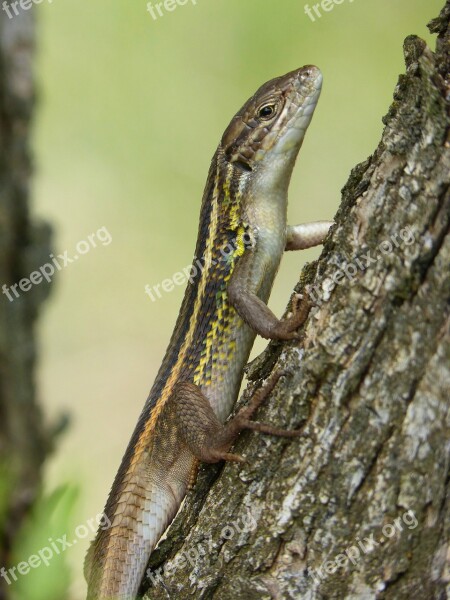 Lizard Sargantana Trunk Tree Detail