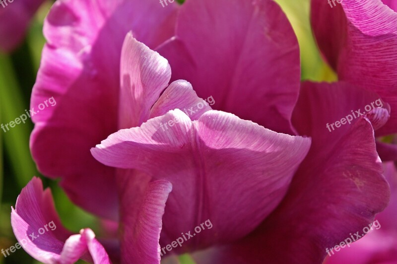 Tulips Flower Spring Nature Flowers