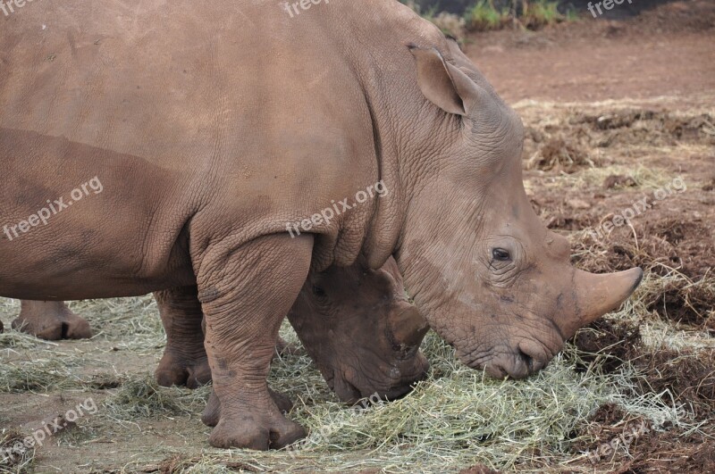 Rhino Zoo Endangered Africa Rhinoceros