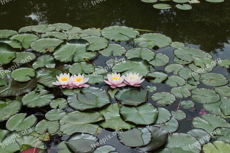 Nature Flower Pond Water-lily Waterlily