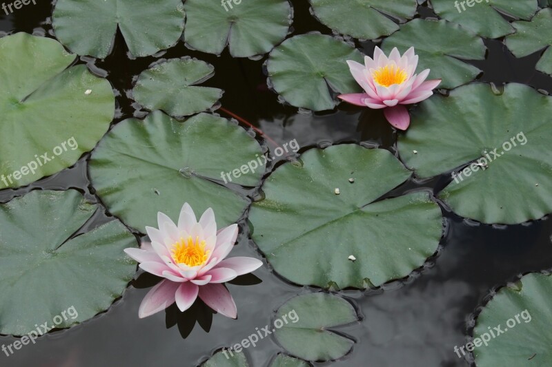 Nature Flower Pond Water-lily Waterlily