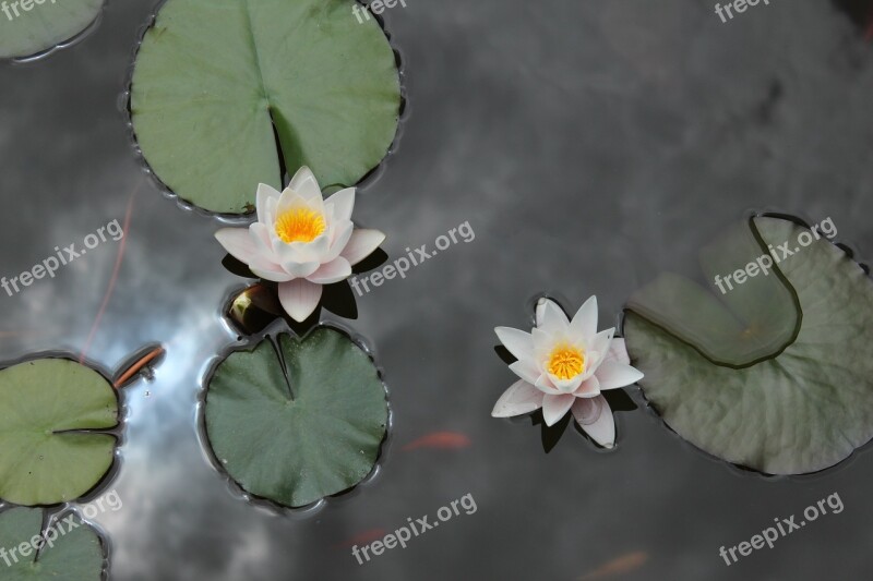 Nature Flower Pond Water-lily Waterlily