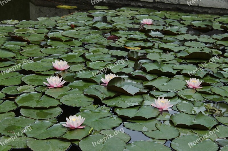 Nature Flower Pond Water-lily Waterlily