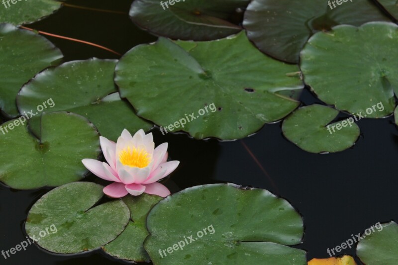 Nature Flower Pond Water-lily Waterlily