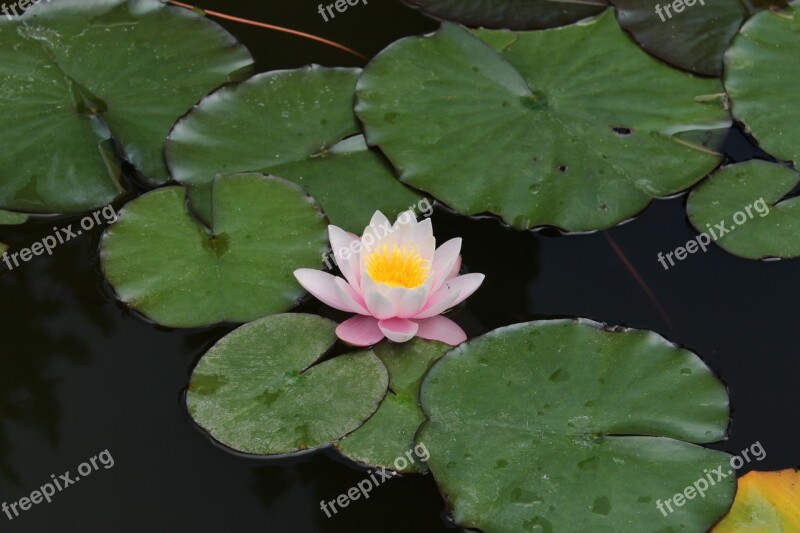 Nature Flower Pond Water-lily Waterlily